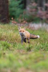Naklejka na ściany i meble Jumping red fox. Running Red Fox, Vulpes vulpes, at green forest. Wildlife scene from Europe. Orange fur coat animal in the nature habitat. Action scene with red fox. Beautiful fox in the forest.