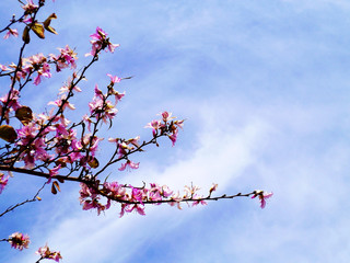 Ramas de los árboles con flores rosas y blancas en primavera en el jardín del parque
