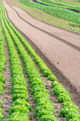 Fototapeta na wymiar Ackeranbau mit Salat - Salat Reihe auf der Farm