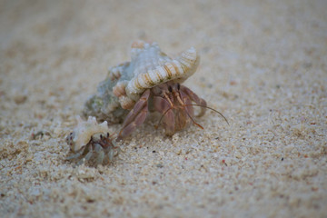 Hermit crab - Maldives