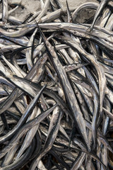 Catch of the day fish