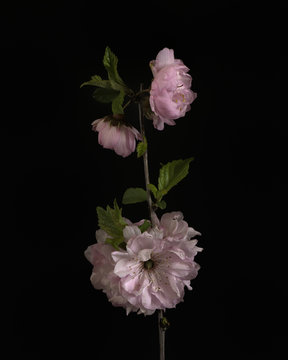 A delicate pink spring blossom with green leaves on a black background.
