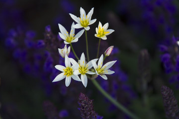 Small white daisy with purple flowers in background