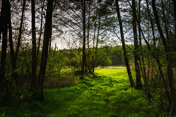 Zielone i wiosenne pola oraz lasy
