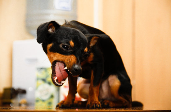 Chihuahua with open mouth