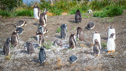 Obraz premium Funny Gentoo penguins at Beagle Channel in Patagonia, Tierra del Fuego National Park