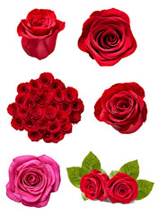 flower rose petal blosspm background