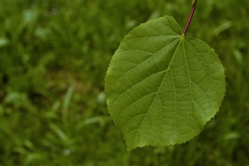 листочек липы