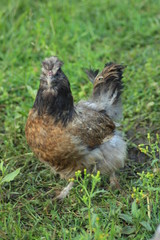 poule
