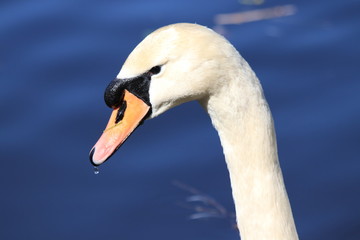 Санкт-Петербург