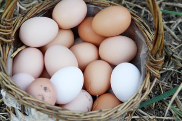 Frische Bioeier auf einem Bauernhof