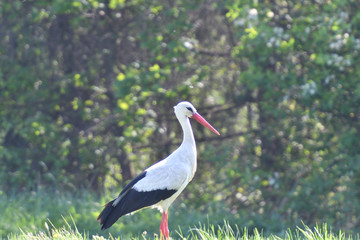 white stork watching on the green meadow 