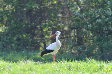 white stork watching on the green meadow 