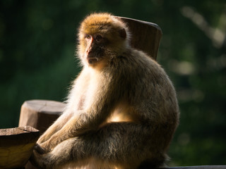 Macaque