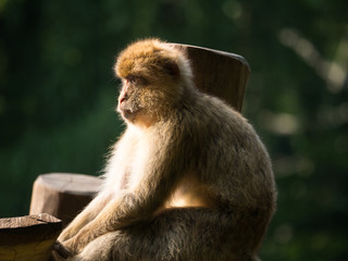 Macaque