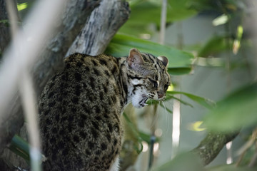 Leopard cat in captivity