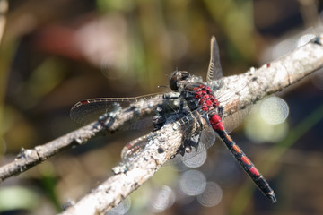Dragonfly