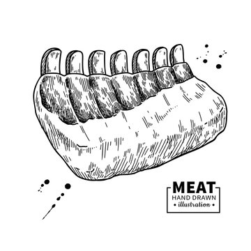 Raw ribs vector drawing. Beef, pork or lamb meat hand drawn sketch
