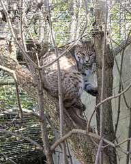 Asian wildcat in captivity - sitting in a tree