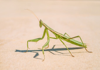 Profile of a green praying mantis insect on stone ground in the sunshine with a shadow in Spain