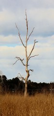 Obraz premium winter tree