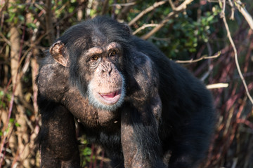 Naklejka premium chimp