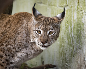 Eurasian Lynx in captivity - feeding