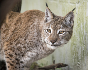 Eurasian Lynx in captivity - feeding