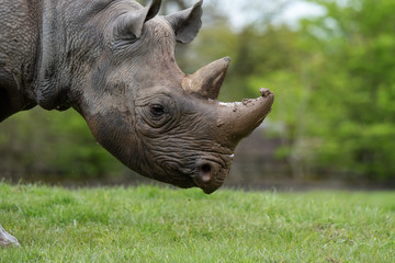 Fototapeta premium Rhino