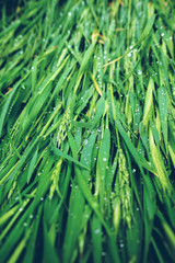 Textura verde de naturaleza en primavera 