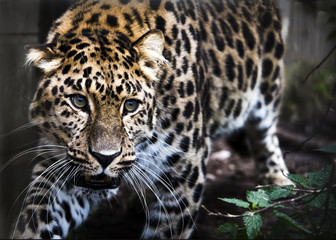 Obraz na płótnie Canvas Amur leopard in captivity - close up