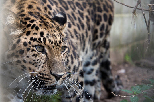 Amur leopard in captivity - close up