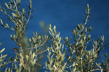 green olive trees branches in front of blue blurred ocean