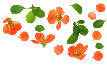 quince blossom on blue wooden background. red flowers. top view