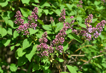 Branch of blossoming lilac closeup.