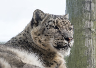 snow leopard in captivity