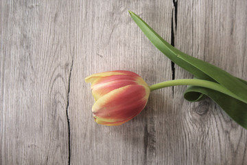 flat lay design, red tulip flower head on wood background