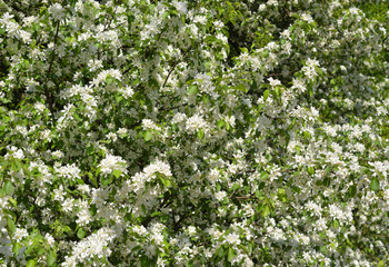 Blossoming apple tree background.
