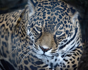 Fototapeta na wymiar Female Jaguar in captivity