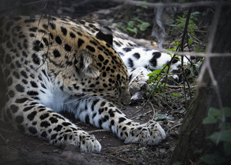 Naklejka na ściany i meble Female Jaguar in captivity