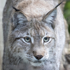 Eurasian Lynx in captivity