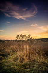 Meadow - a plant community created by perennials with a significant share of grasses