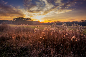 Meadow - a plant community created by perennials with a significant share of grasses