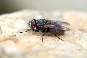 Fly on a stone