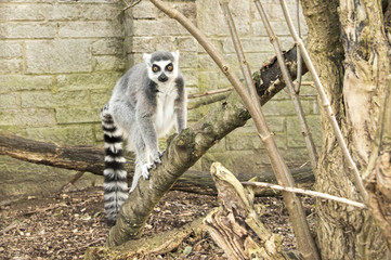 Ring tailed Lemur in captivity