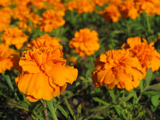 Lots of beautiful marigold flowers in the garden. Marigolds (Tagetes erecta) with shallow depth of field