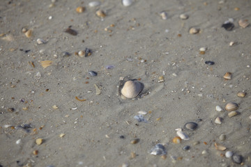 Fototapeta na wymiar Sea Shells