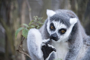 Ring tailed Lemur in captivity