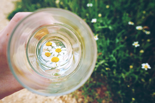 Vaso Con Agua Y Flores De Manzanilla 