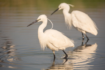 Fototapeta premium Portrait of a common egret (Egretta garzetta) in the water looking for food.